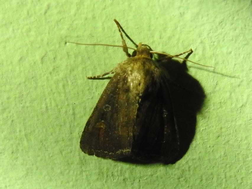 Lacanobia oleracea - saláta-kertibagoly