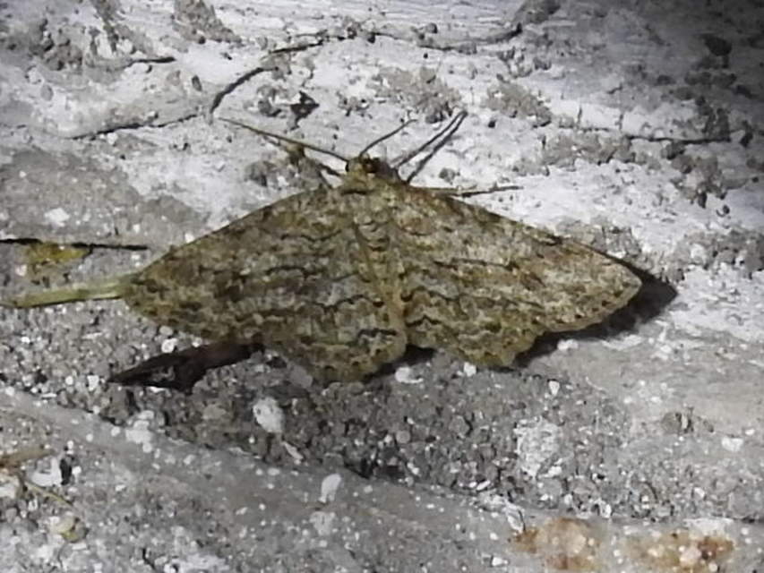 Ectropis crepuscularia - avararaszoló