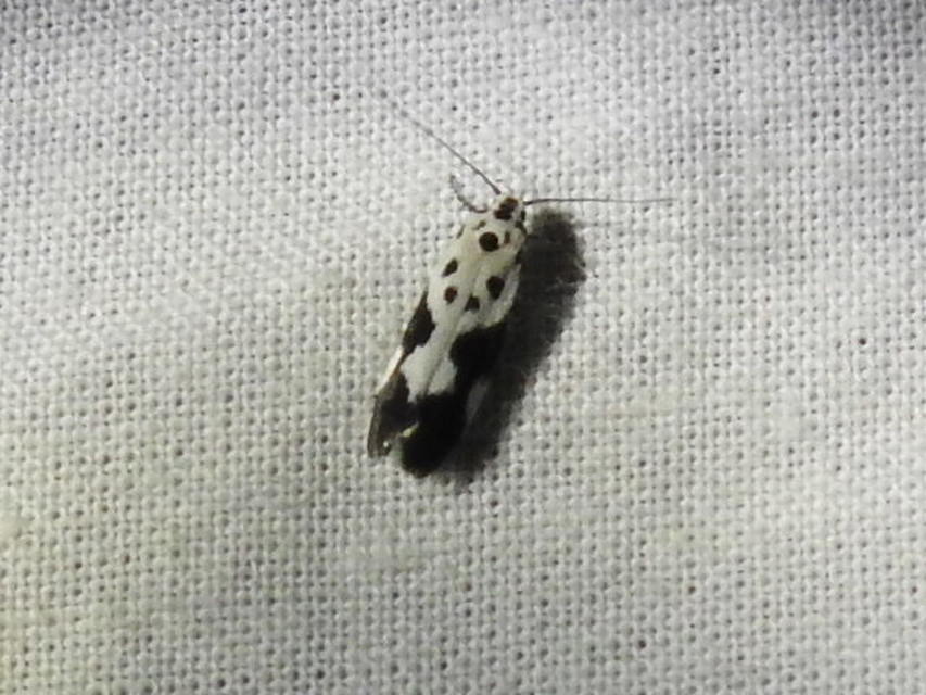Ethmia quadrillella - gyászos feketemoly