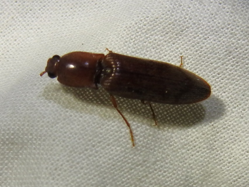 Stenagostus rhombeus - rombusznyakú pattanó