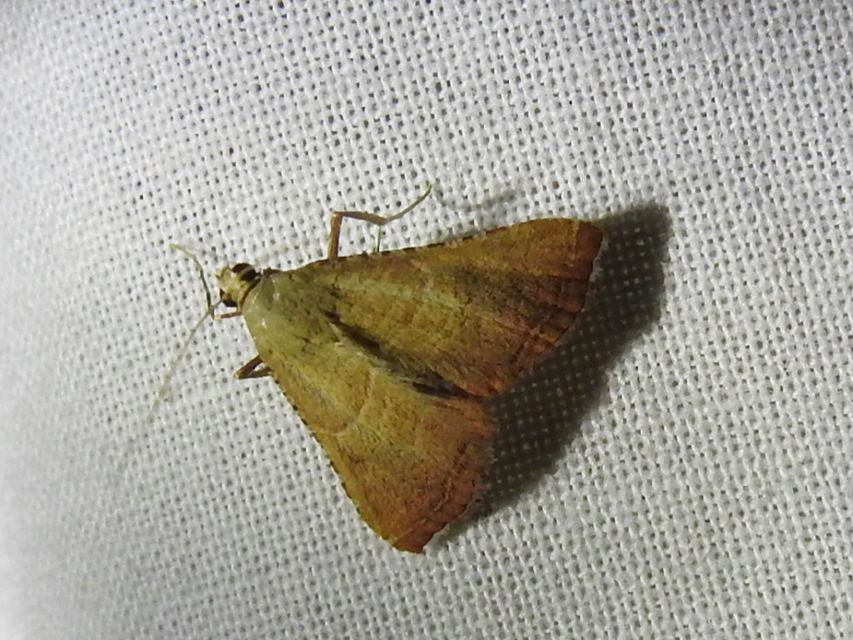 Endotricha flammealis - tüzesszárnyú fényilonca