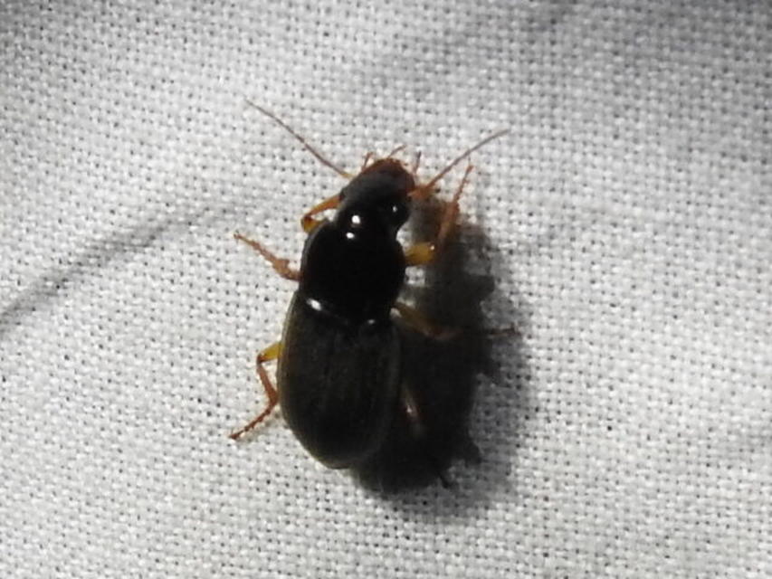 Harpalus griseus - kis selymesfutó