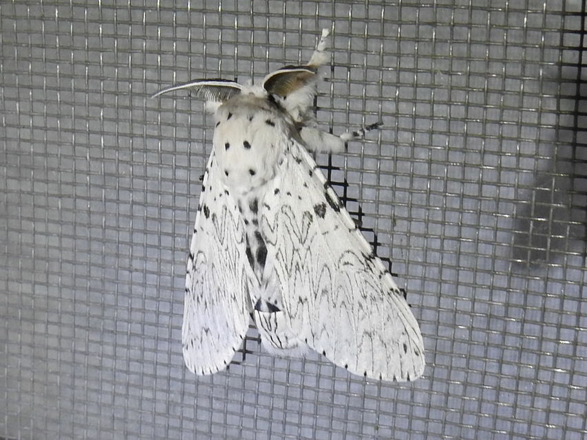 Cerura erminea - hermelin-púposszövő