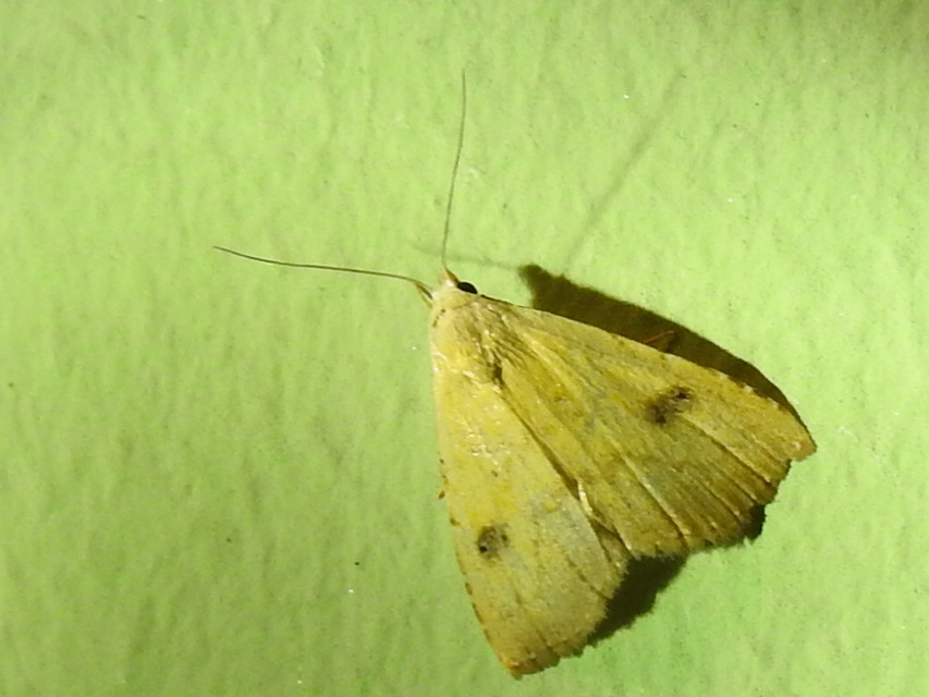 Rivula sericealis - selymes lórombagoly