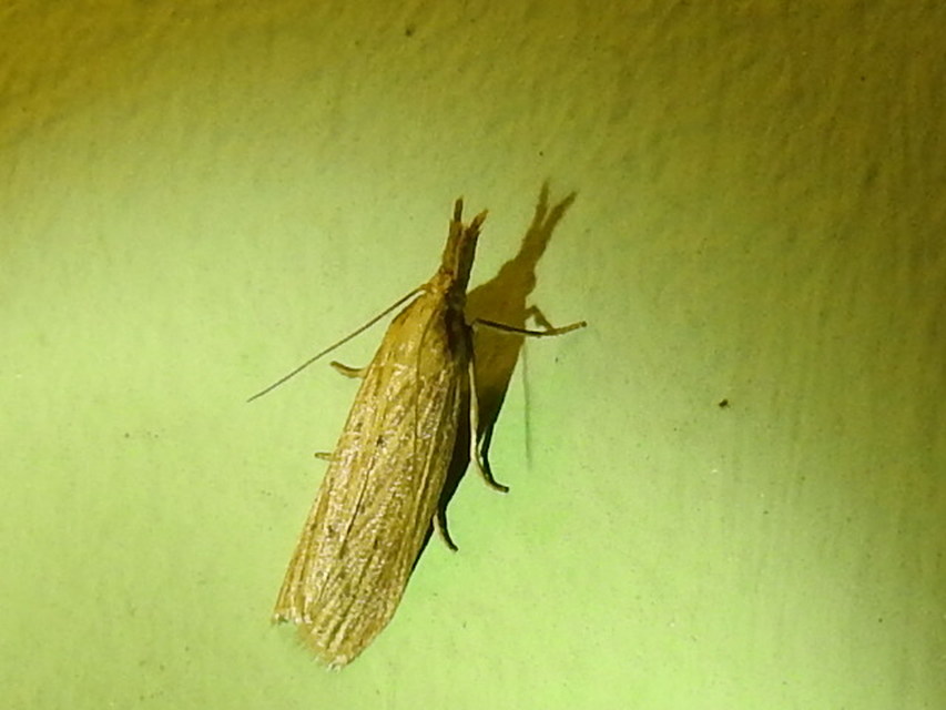 Ematheudes punctella - kúposfejű karcsúmoly