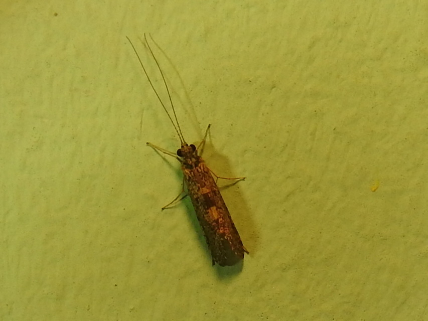 Trichoptera - Tegzesek