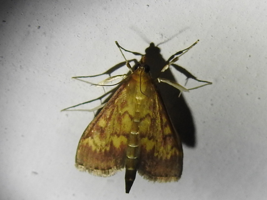 Ostrinia nubilalis - kukoricamoly