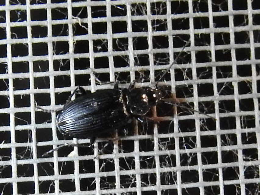 Agonum Agonum