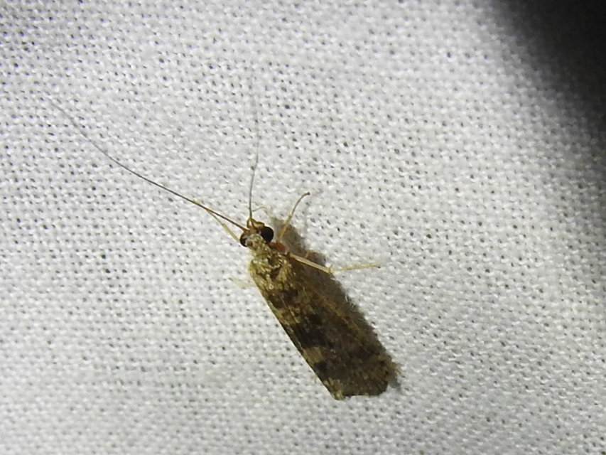 Trichoptera - Tegzesek