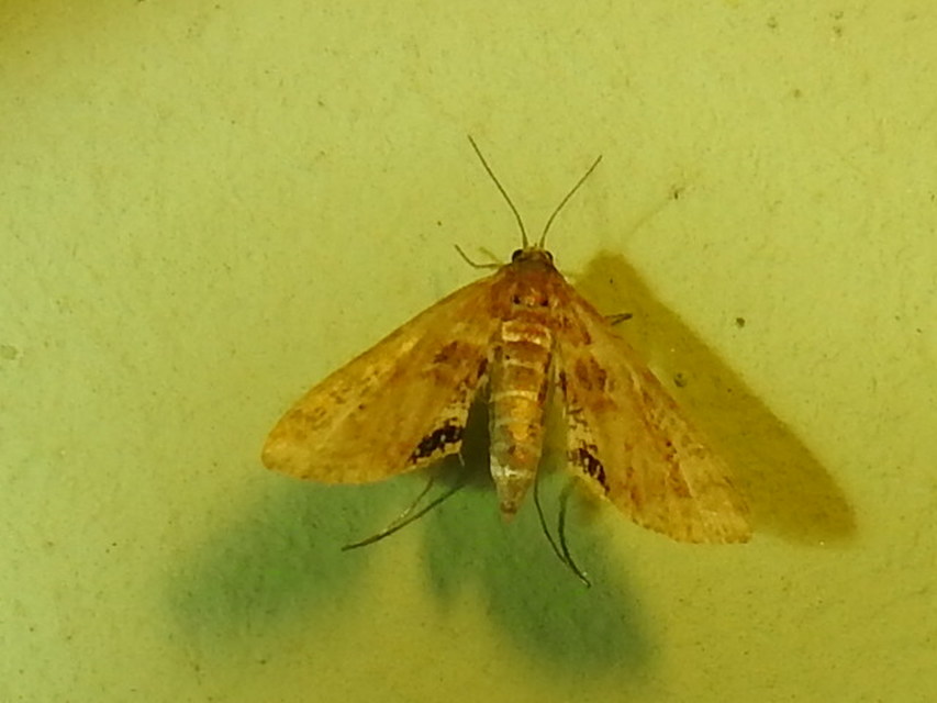 Cataclysta lemnata - békalencsemoly