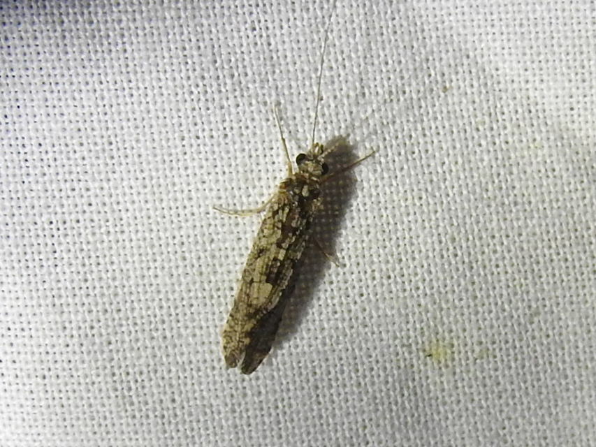 Trichoptera - Tegzesek