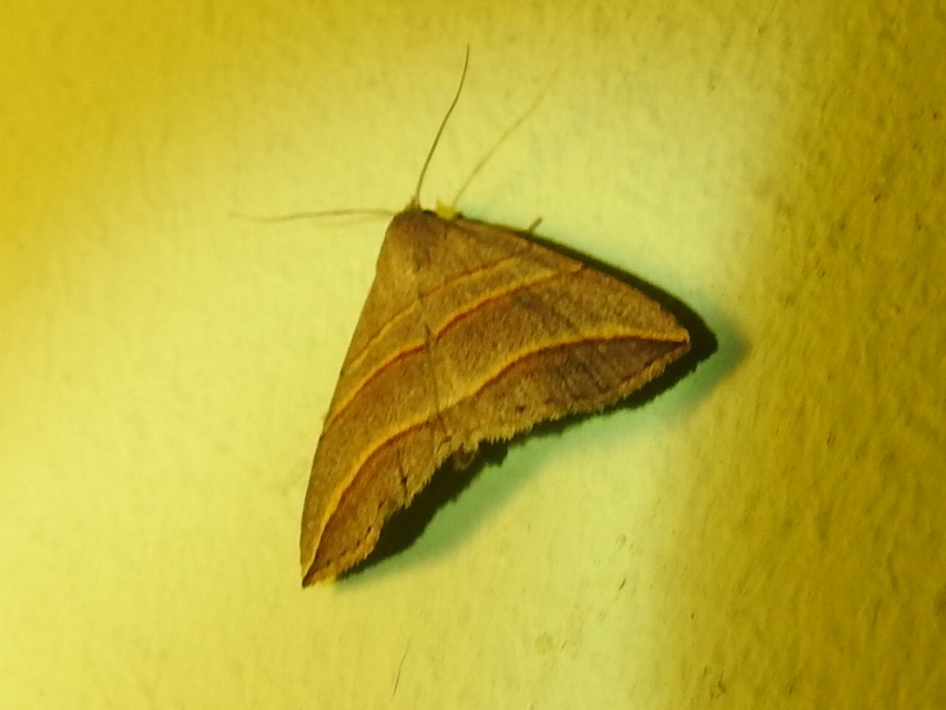 Colobochyla salicalis - háromsávos törpebagoly