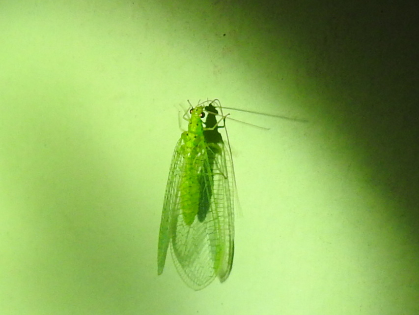 Chrysopidae - zöldfátyolkák
