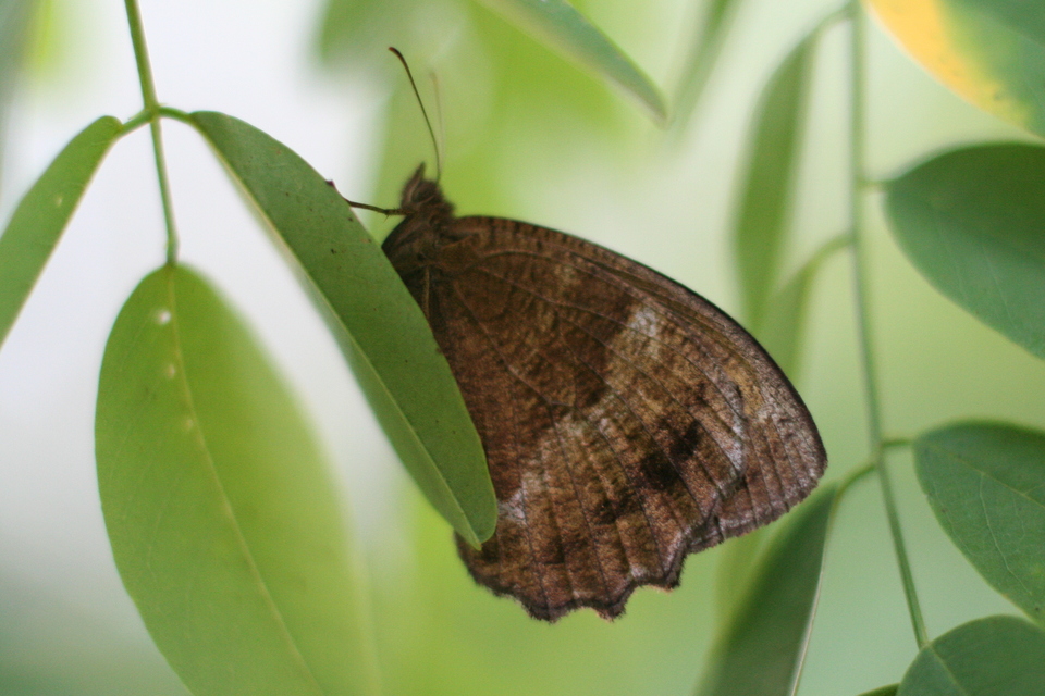 Minois dryas - fekete szemeslepke