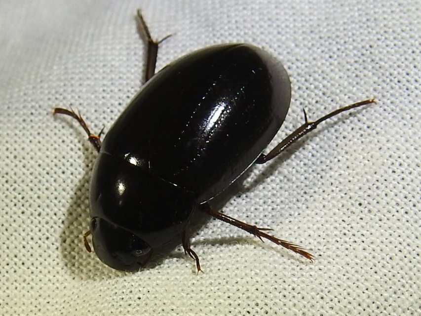 Hydrochara caraboides - kis csibor
