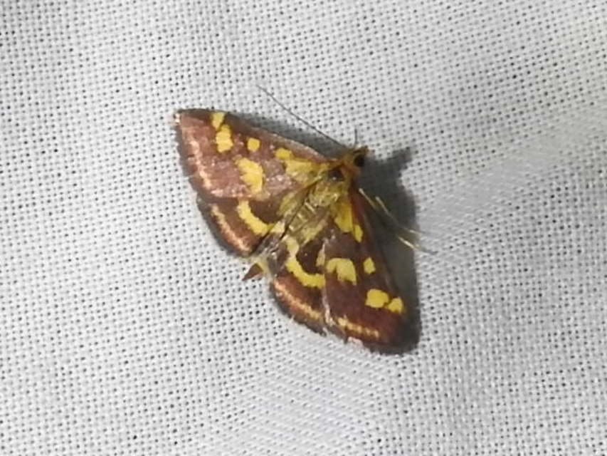 Pyrausta purpuralis - közönséges bíbormoly