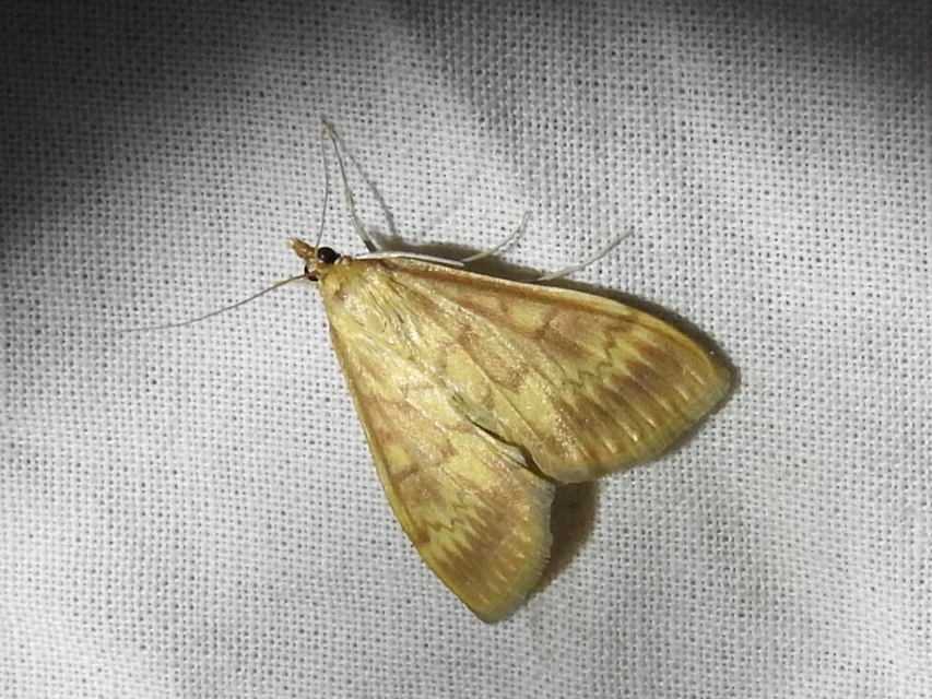 Ostrinia nubilalis - kukoricamoly