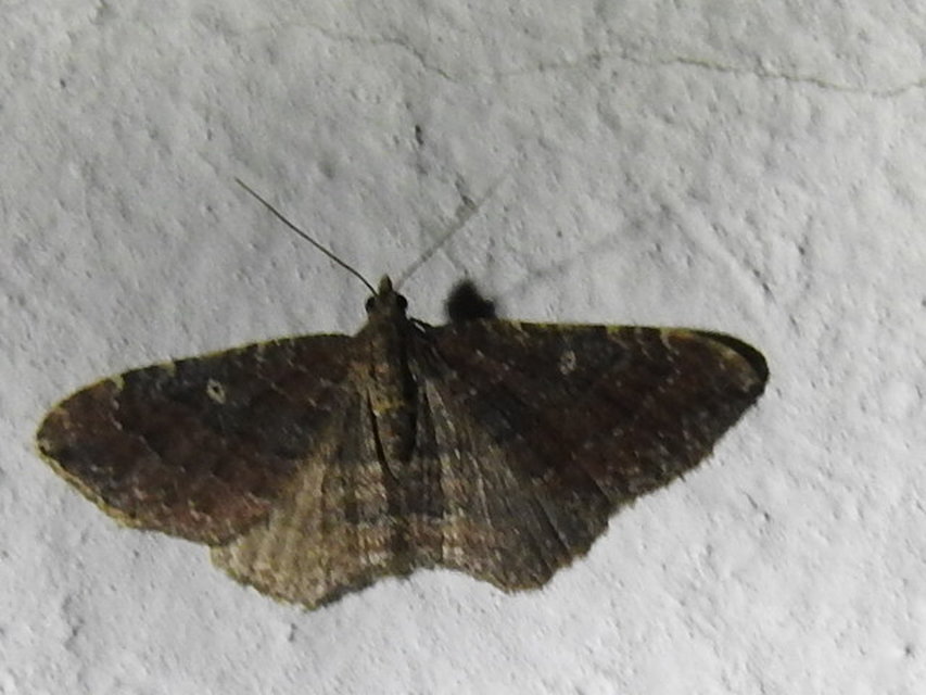 Orthonama obstipata - vándoraraszoló