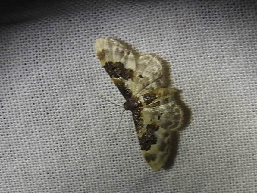 Idaea rusticata - tarka apróaraszoló