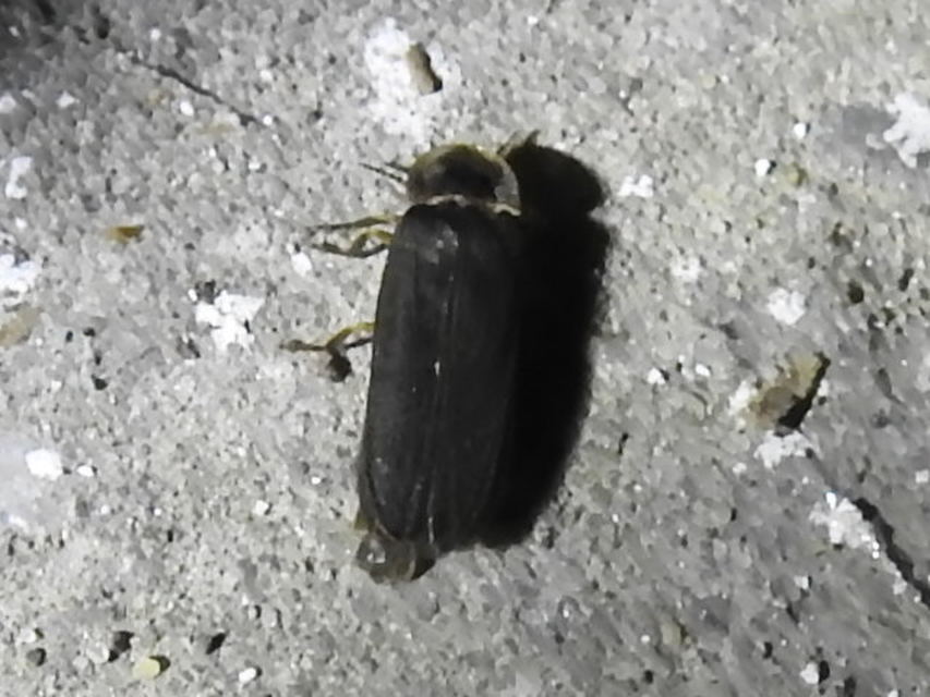 Lampyris noctiluca - nagy szentjánosbogár