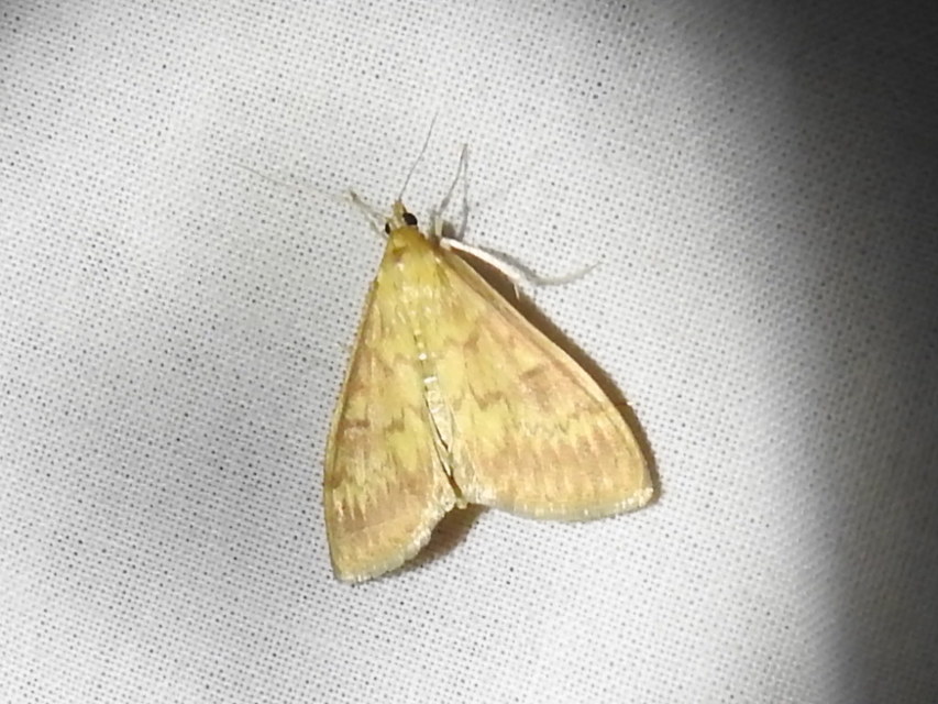 Ostrinia nubilalis - kukoricamoly