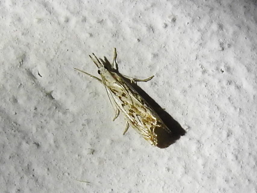 Catoptria falsella - hálós fűgyökérmoly