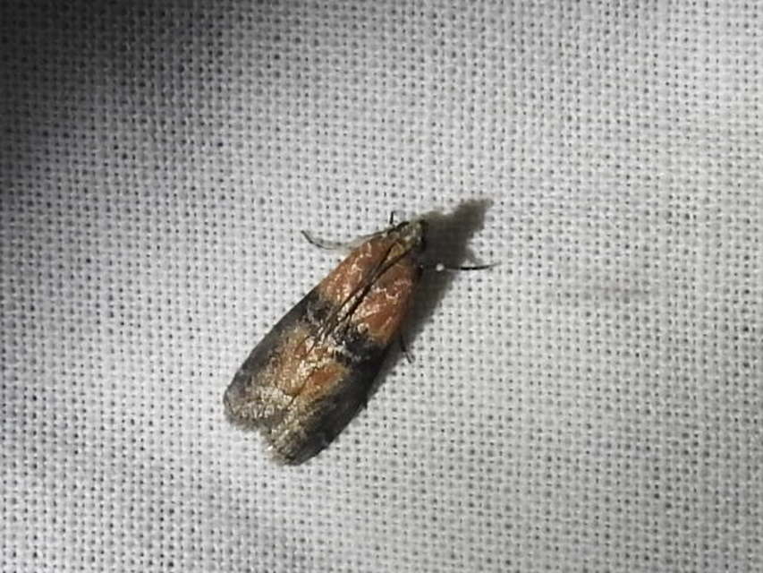 Sciota adelphella - pirosszárnytövű karcsúmoly