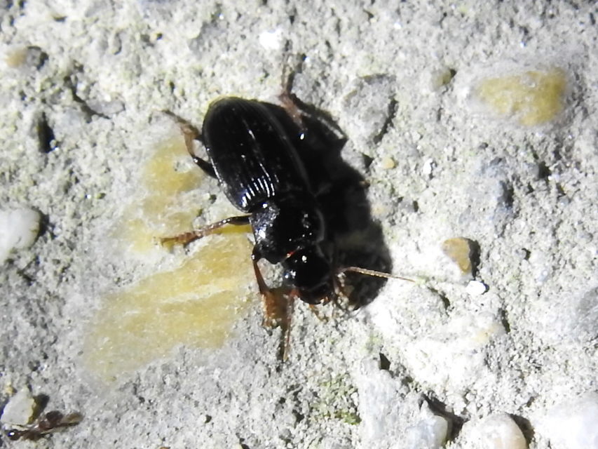 Harpalus calceatus - csupasz selymesfutó