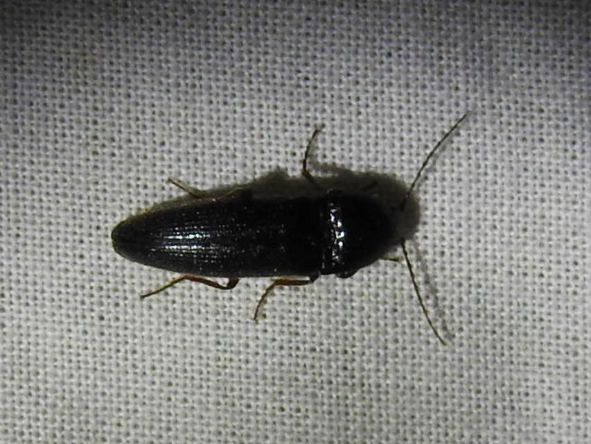Melanotus