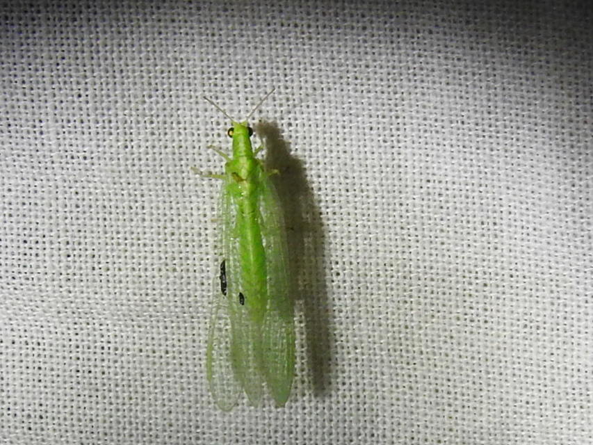 Chrysopidae - zöldfátyolkák