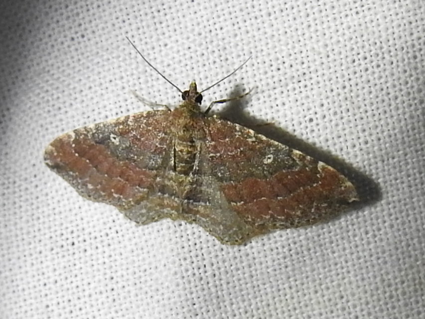 Orthonama obstipata - vándoraraszoló