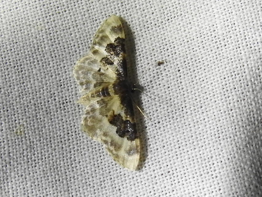 Idaea rusticata - tarka apróaraszoló