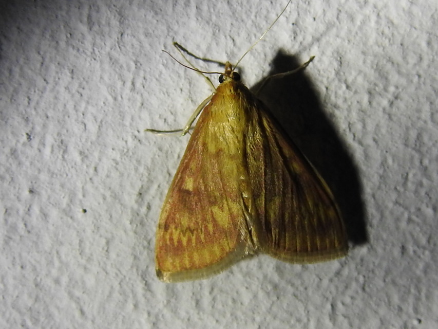 Ostrinia nubilalis - kukoricamoly