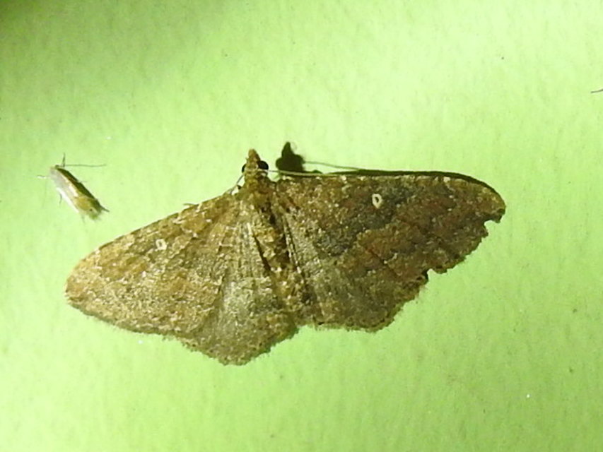 Orthonama obstipata - vándoraraszoló