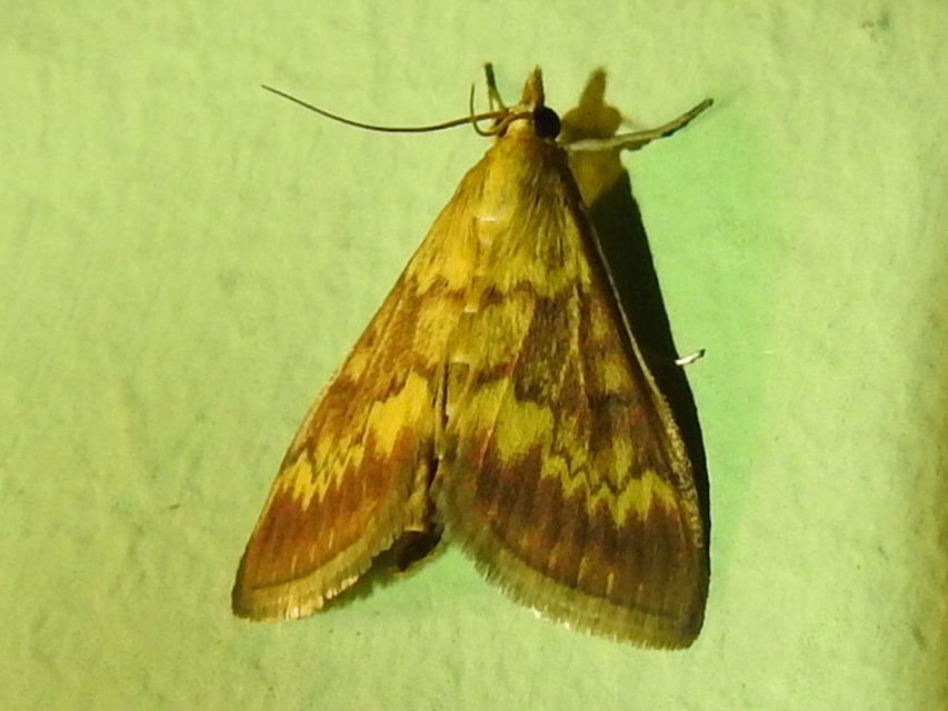 Ostrinia nubilalis - kukoricamoly
