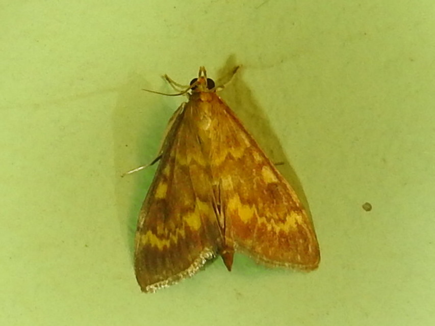 Ostrinia nubilalis - kukoricamoly