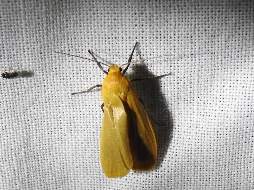 Eilema sororcula - sárga zuzmószövő