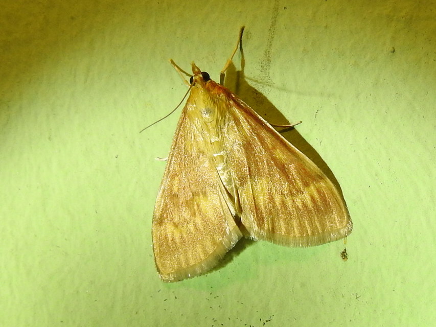 Ostrinia nubilalis - kukoricamoly
