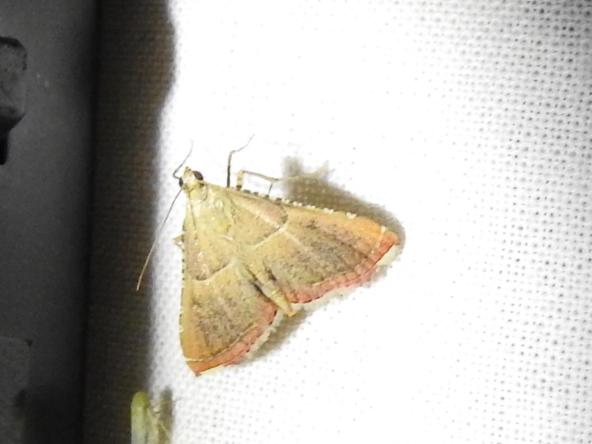 Endotricha flammealis - tüzesszárnyú fényilonca