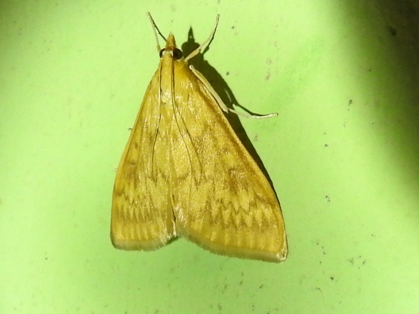 Ostrinia nubilalis - kukoricamoly