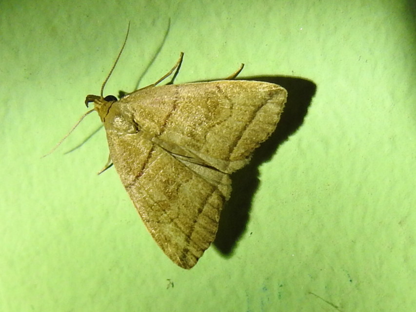 Herminia grisealis - ligeti karcsúbagoly