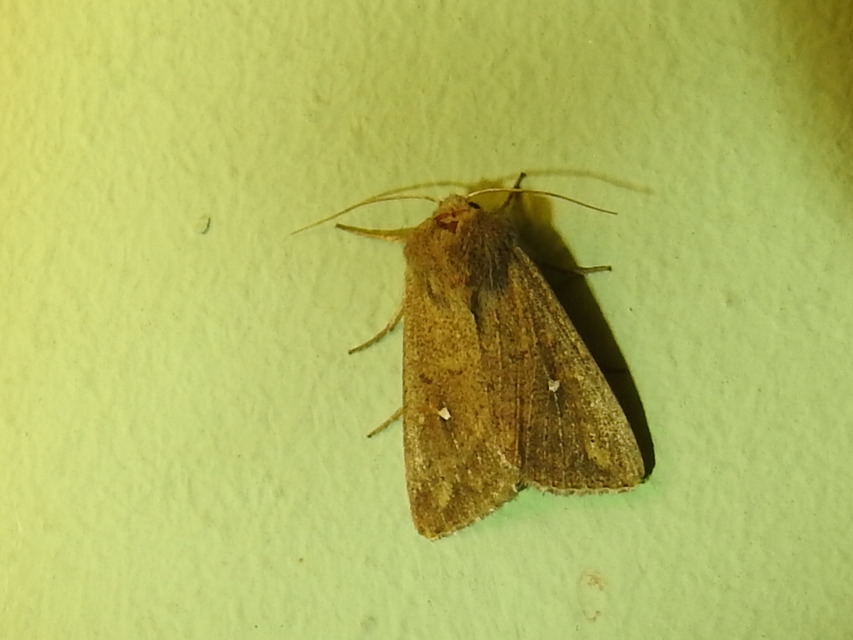 Mythimna albipuncta - fehérpettyes rétibagoly