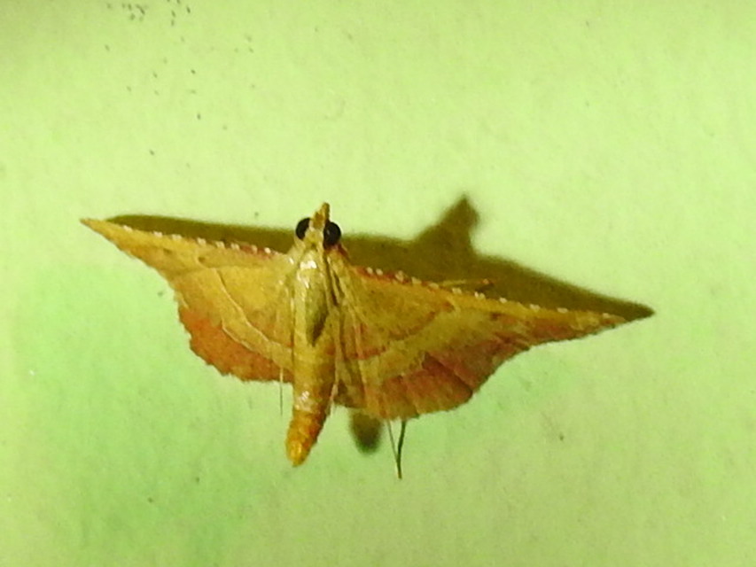 Endotricha flammealis - tüzesszárnyú fényilonca