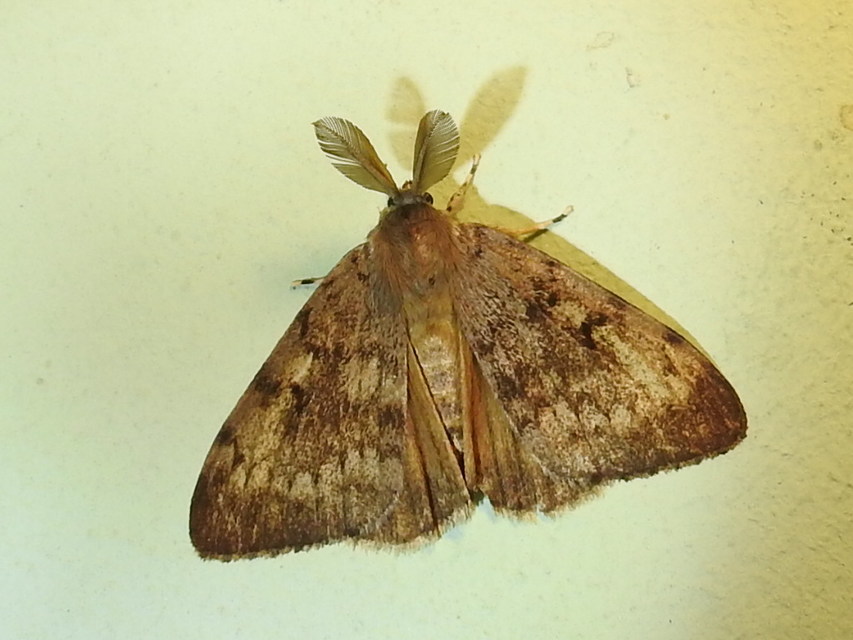 Lymantria dispar - gyapjaslepke