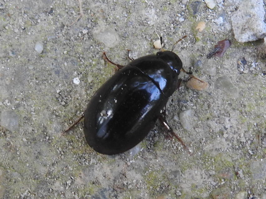 Hydrochara caraboides - kis csibor