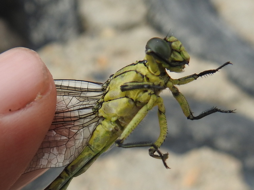 Gomphus flavipes - sárgalábú folyami-szitakötő
