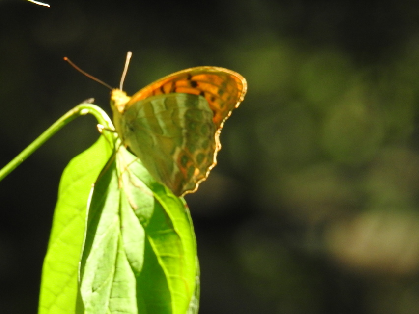 Argynnis paphia - nagy gyöngyházlepke