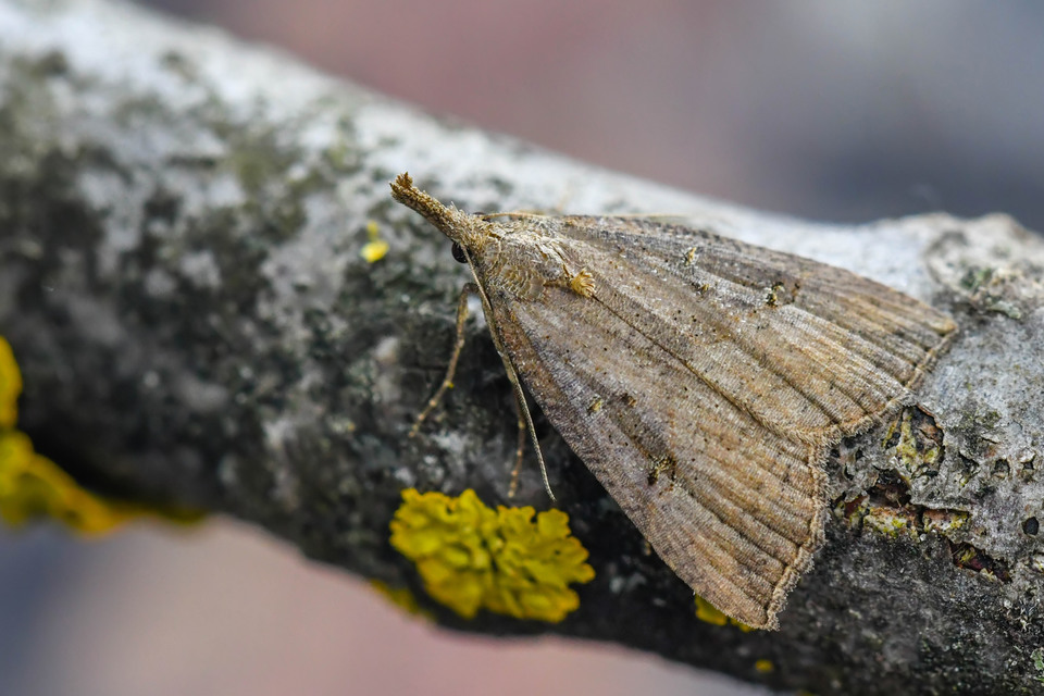 Hypena rostralis - közönséges karcsúbagoly