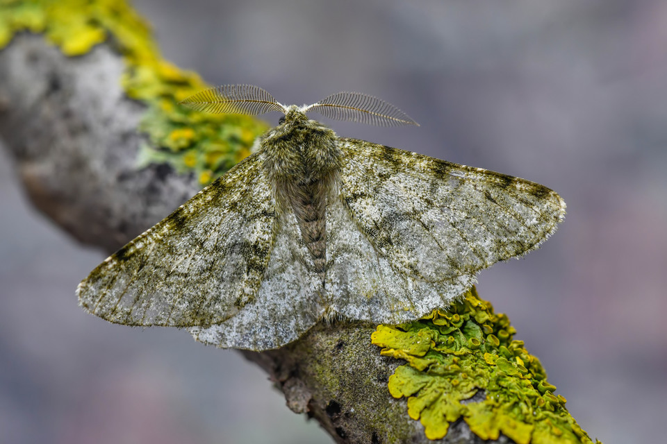 Apocheima pilosaria - zöldes tavasziaraszoló