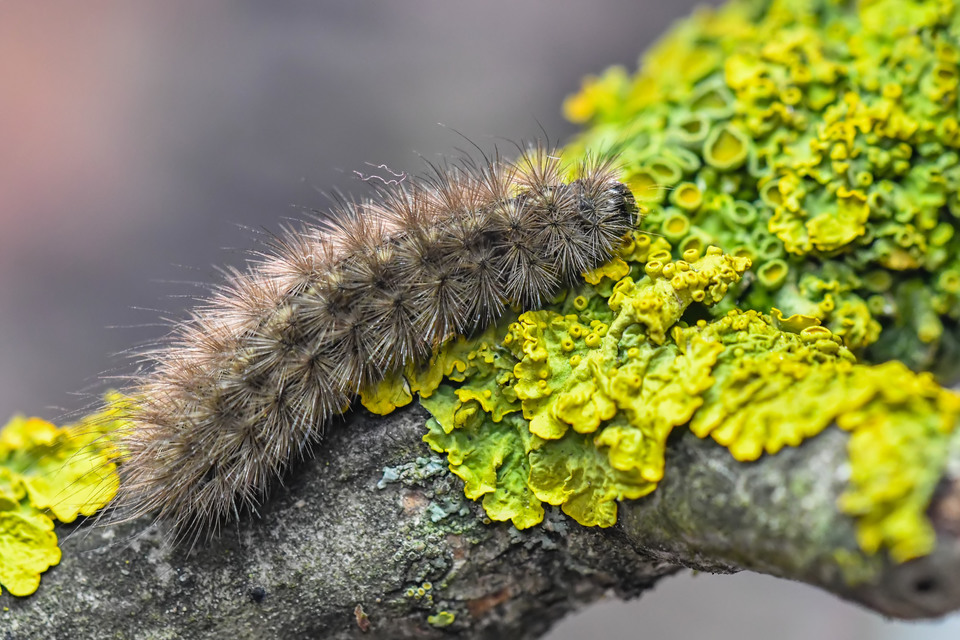 Phragmatobia fuliginosa - füstös medvelepke